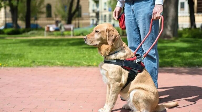 Son chien guide d’aveugle est refusé dans un restaurant, il porte plainte contre l’établissement (Ouest-France)
