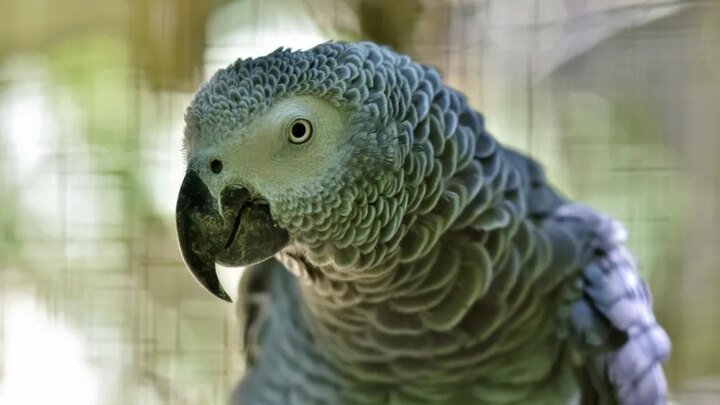 Nice : près de 150 oiseaux saisis dans deux appartements « de l’horreur »  (Ouest-France)