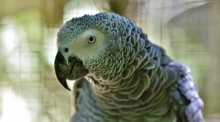 Nice : près de 150 oiseaux saisis dans deux appartements « de l’horreur » (Ouest-France)