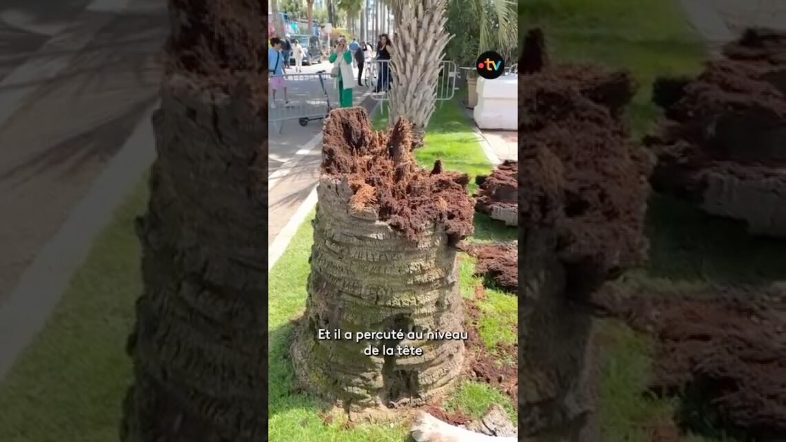 #cannes2025 Un palmier tombe sur la Croisette et fait un blessé grave.