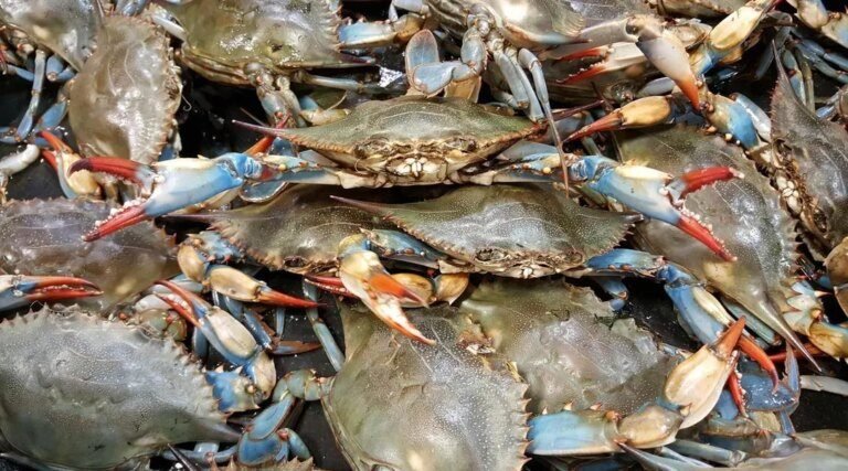 Les crabes bleus, cette espèce invasive particulièrement vorace, prolifèrent dans le Var