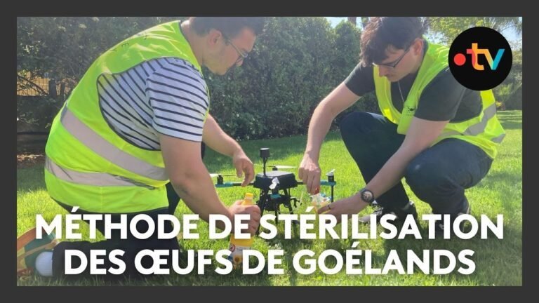 « Mets de l&rsquo;huile avec un drone »: la méthode de stérilisation des œufs de goélands utilisée à Cannes