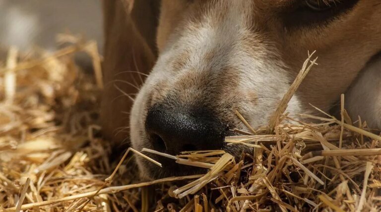 26 chiens et plusieurs oiseaux meurent en ingurgitant des boulettes empoisonnées en Provence, une enquête ouverte (Ouest-France)
