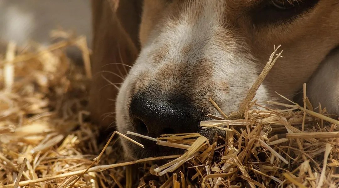 26 chiens et plusieurs oiseaux meurent en ingurgitant des boulettes empoisonnées en Provence, une enquête ouverte  (Ouest-France)