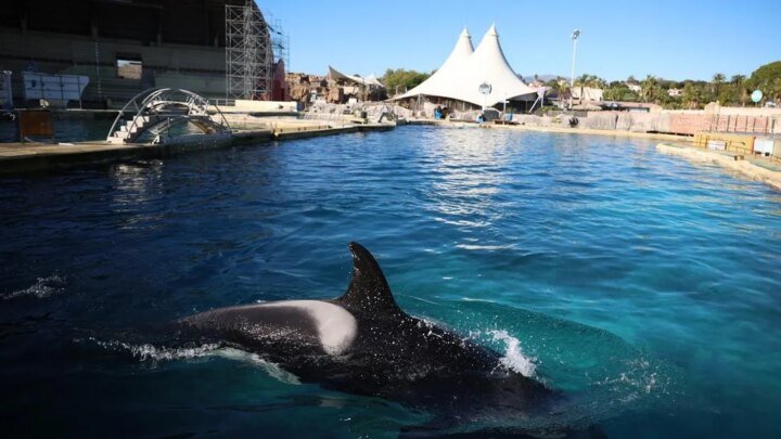 Orques de Marineland : un rapport d’expertise alerte sur l’état de dégradation des bassins de Wikie et Keijo  (Ouest-France)