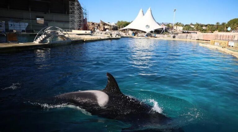 Orques de Marineland : un rapport d’expertise alerte sur l’état de dégradation des bassins de Wikie et Keijo  (Ouest-France)