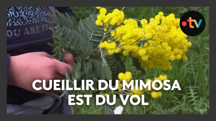 Le mimosa appartient toujours à quelqu’un : le cueillir est du vol