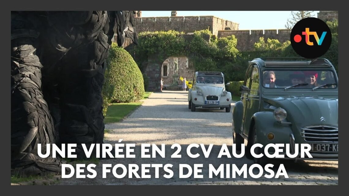 Une virée en 2 CV au cœur des forets de mimosa de la Côte d’Azur