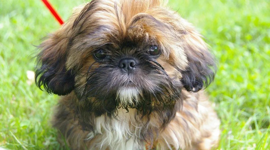 Il était battu et enfermé dans une cage à oiseaux : un chiot « terrorisé » secouru à