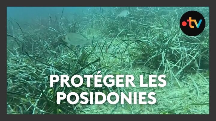 Environnement : protéger les posidonies à Cannes