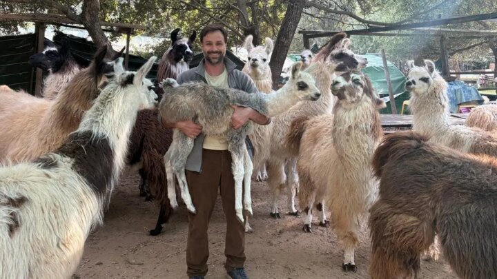 « Cette vie ne me convenait plus » : cet ancien trader a tout quitté pour élever des lamas