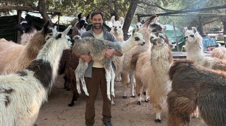 « Cette vie ne me convenait plus » : cet ancien trader a tout quitté pour élever des lamas