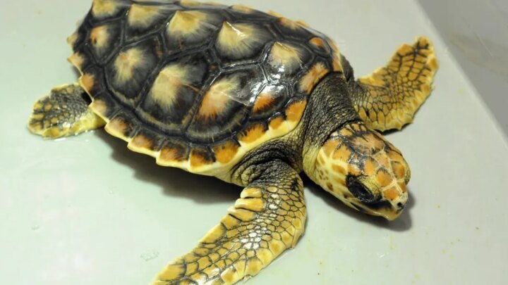 Dans le Var, des vacanciers assistent à la ponte d’une tortue caouanne sur une plage