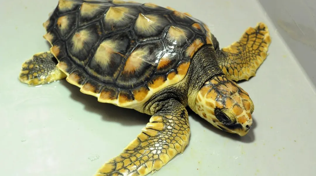 Dans le Var, des vacanciers assistent à la ponte d’une tortue caouanne sur une plage