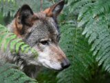 Mort de la louve Pomme : France nature environnement et l’Office français de la biodiversité