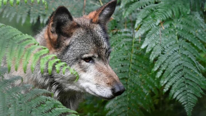 Mort de la louve Pomme : France nature environnement et l’Office français de la biodiversité