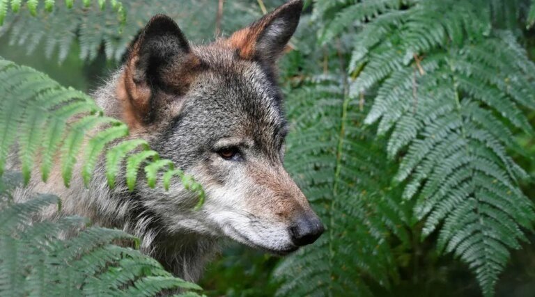 Mort de la louve Pomme : France nature environnement et l’Office français de la biodiversité