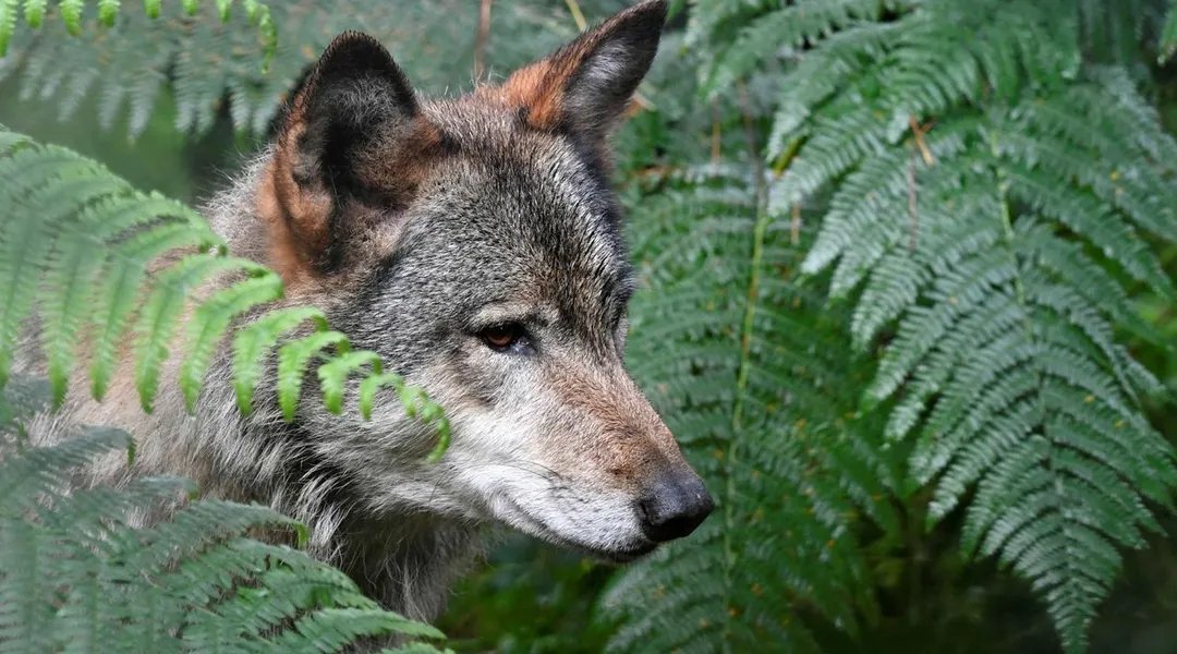 Mort de la louve Pomme : France nature environnement et l’Office français de la biodiversité