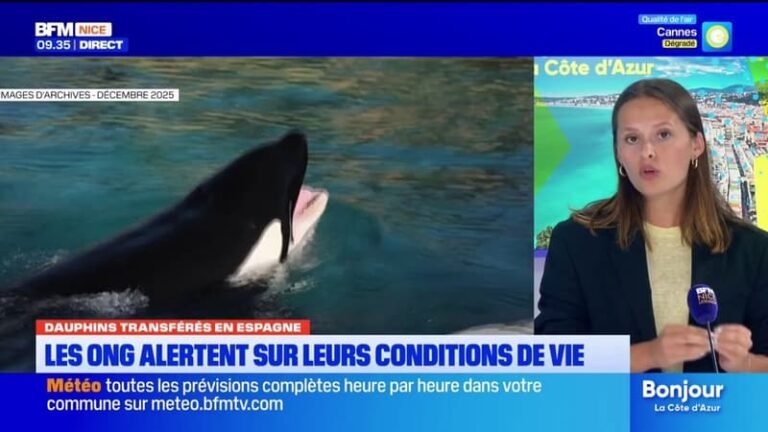 Dauphins de Marineland transférés en Espagne : les ONG alertent sur leurs conditions de vie