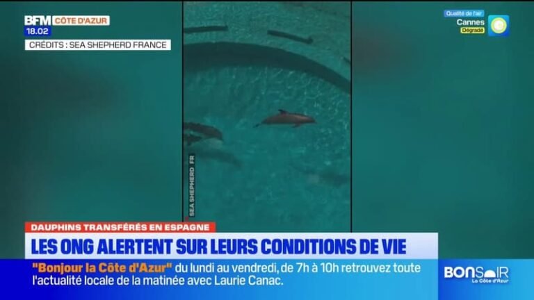 Dauphins transférés en Espagne : les ONG alertent sur leurs conditions de vie