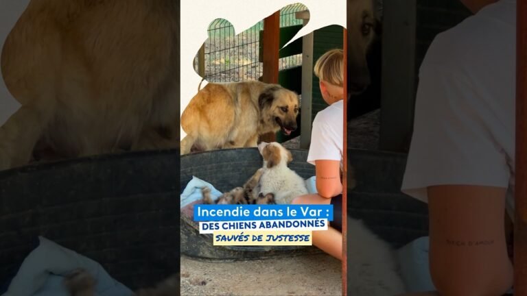 Incendie dans le Var : des chiens abandonnés, sauvés de justesse par un refuge