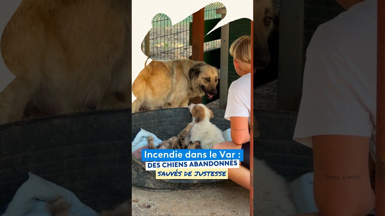 Incendie dans le Var : des chiens abandonnés, sauvés de justesse par un refuge
