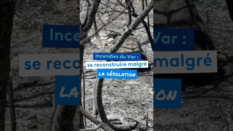 Incendies du Var : se reconstruire malgré la désolation
