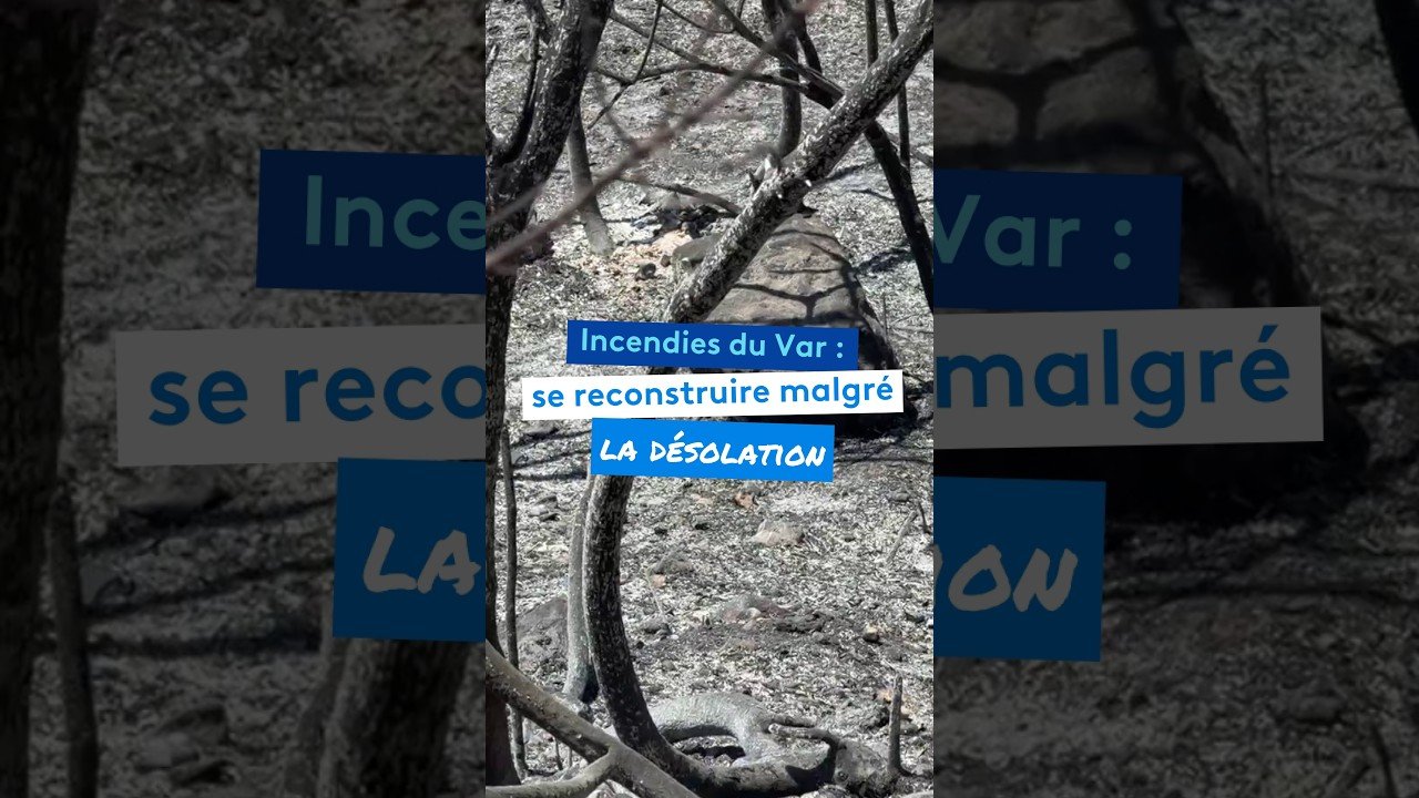 Incendies du Var : se reconstruire malgré la désolation