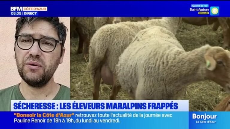 Les éleveurs maralpins frappés par la sécheresse