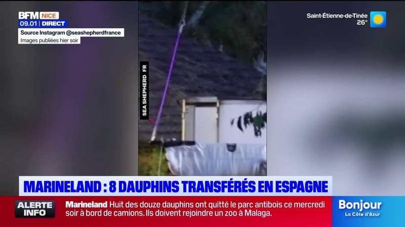 Marineland : Le transfert de 8 des 12 dauphins vers l&rsquo;Espagne a été effectué durant la nuit