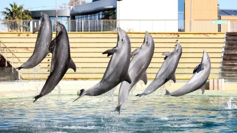 Marineland: le transfert de huit dauphins vers un parc zoologique en Espagne a débuté, l&rsquo;association One Voice dénonce un « scandale d&rsquo;État »