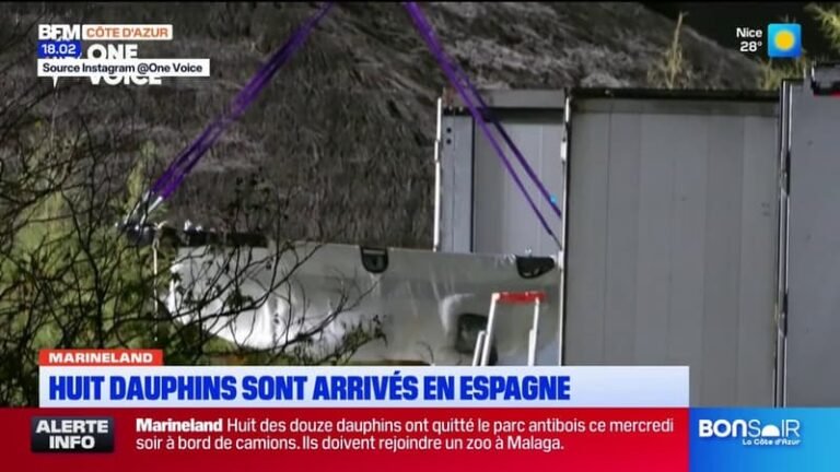 Scandale d&rsquo;État » : les huit dauphins du Marineland d&rsquo;Antibes transférés en Espagne.