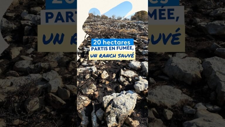 20 hectares partis en fumée, un ranch et 23 chevaux sauvés dans les Alpes-Maritimes