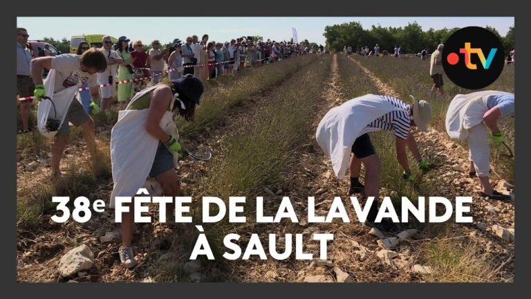 38ᵉ fête de la lavande à Sault et inquiétude chez les producteurs à cause de la canicule