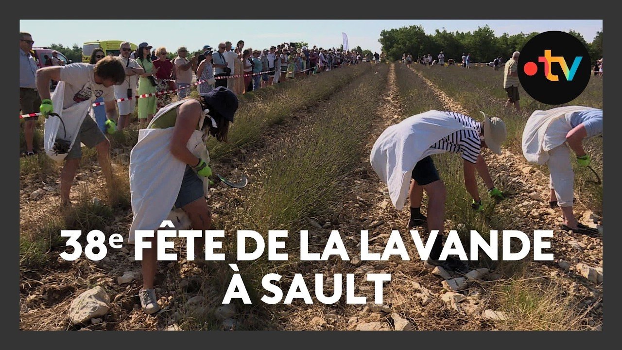 38ᵉ fête de la lavande à Sault et inquiétude chez les producteurs à cause de la canicule