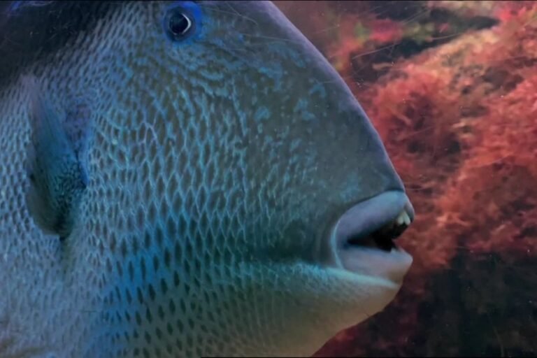 À 94 ans, elle se retrouve la jambe en sang : le « poisson mordeur » fait de nouvelles victimes sur la Côte d&rsquo;Az