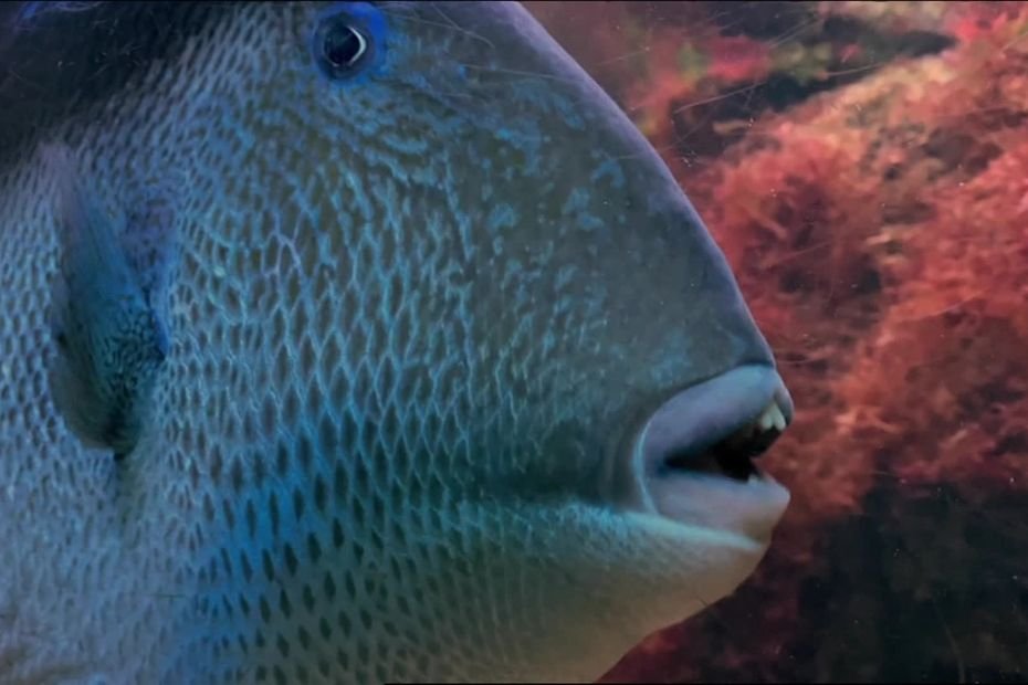 À 94 ans, elle se retrouve la jambe en sang : le « poisson mordeur » fait de nouvelles victimes sur la Côte d&rsquo;Az