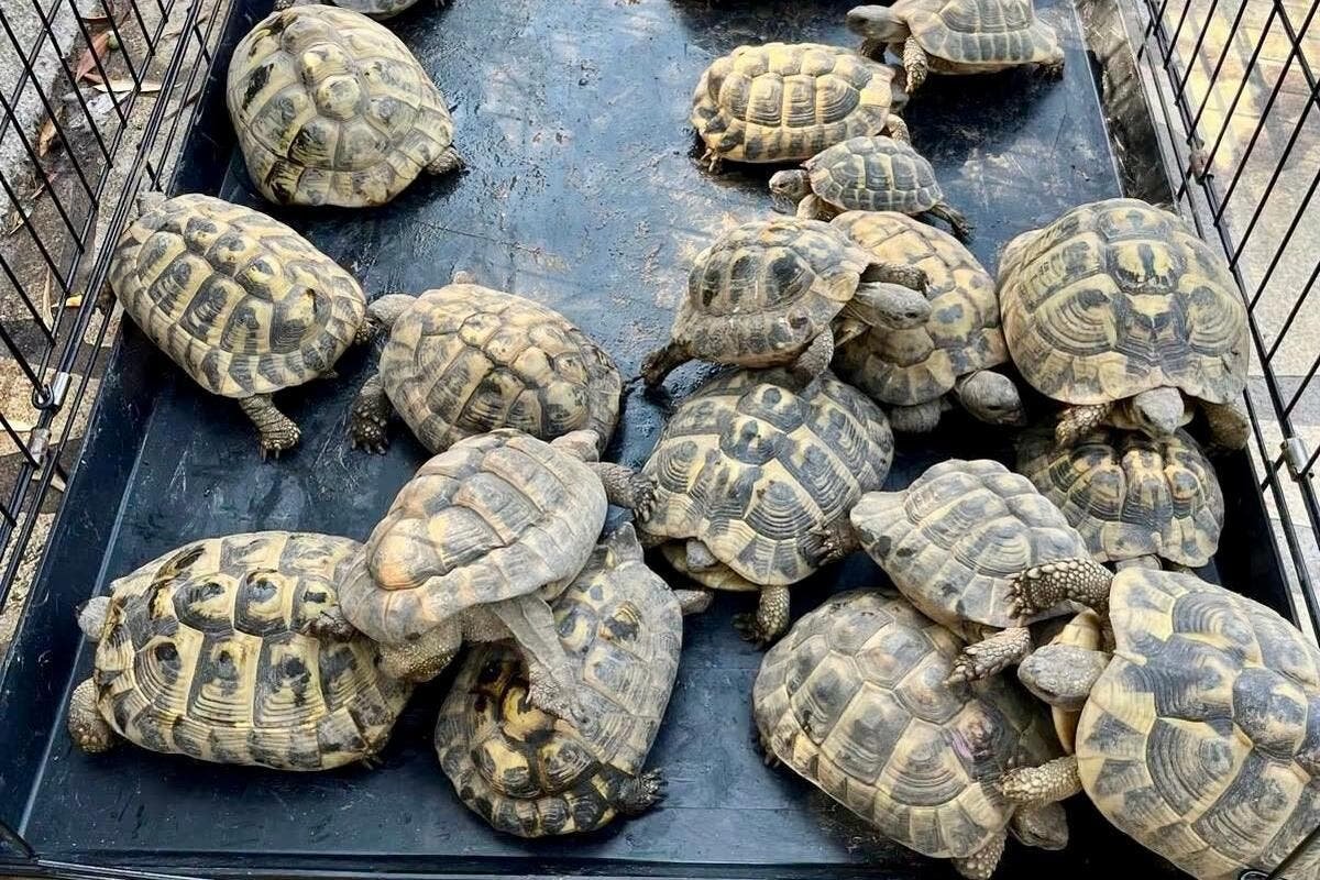 À Cannes, une trentaine de tortues découvertes chez un voleur de plaques d’égout