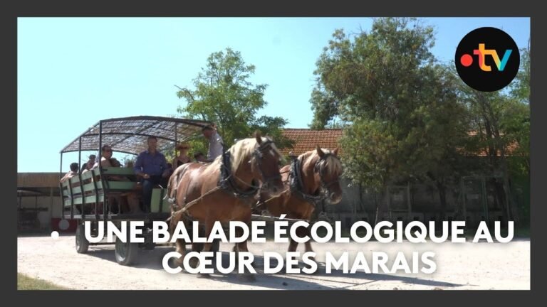 À la découverte des marais de Camargue en calèche à Arles