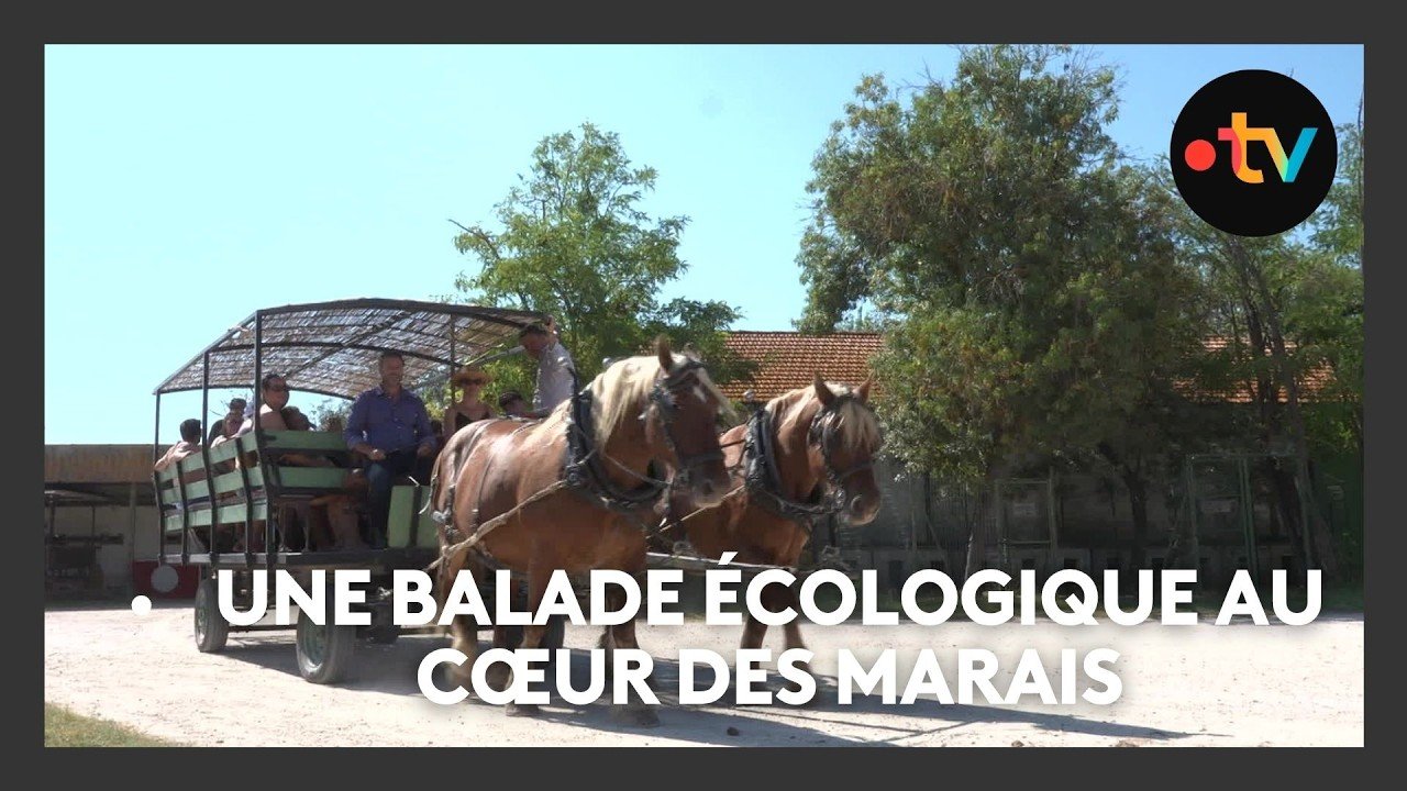 À la découverte des marais de Camargue en calèche à Arles