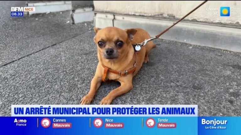 À Nice, un arrêté municipal vient d&rsquo;entrer en vigueur pour protéger les animaux
