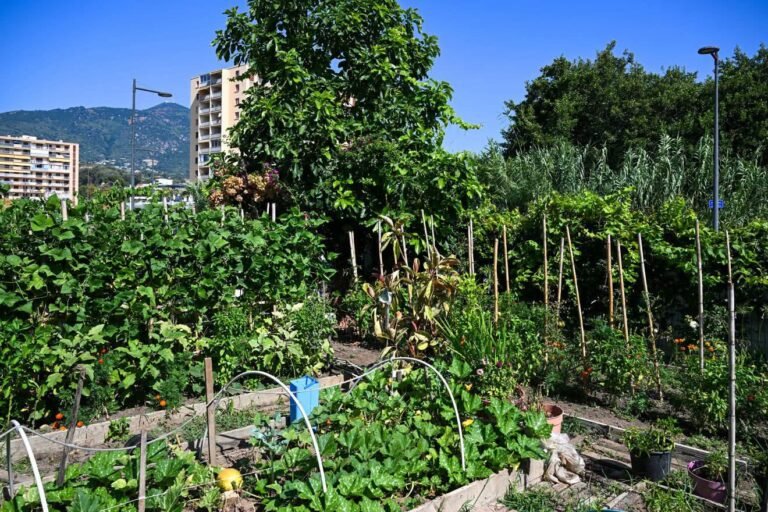 Ajaccio : aux Cannes, les jardins familiaux s&rsquo;offrent une cure d…