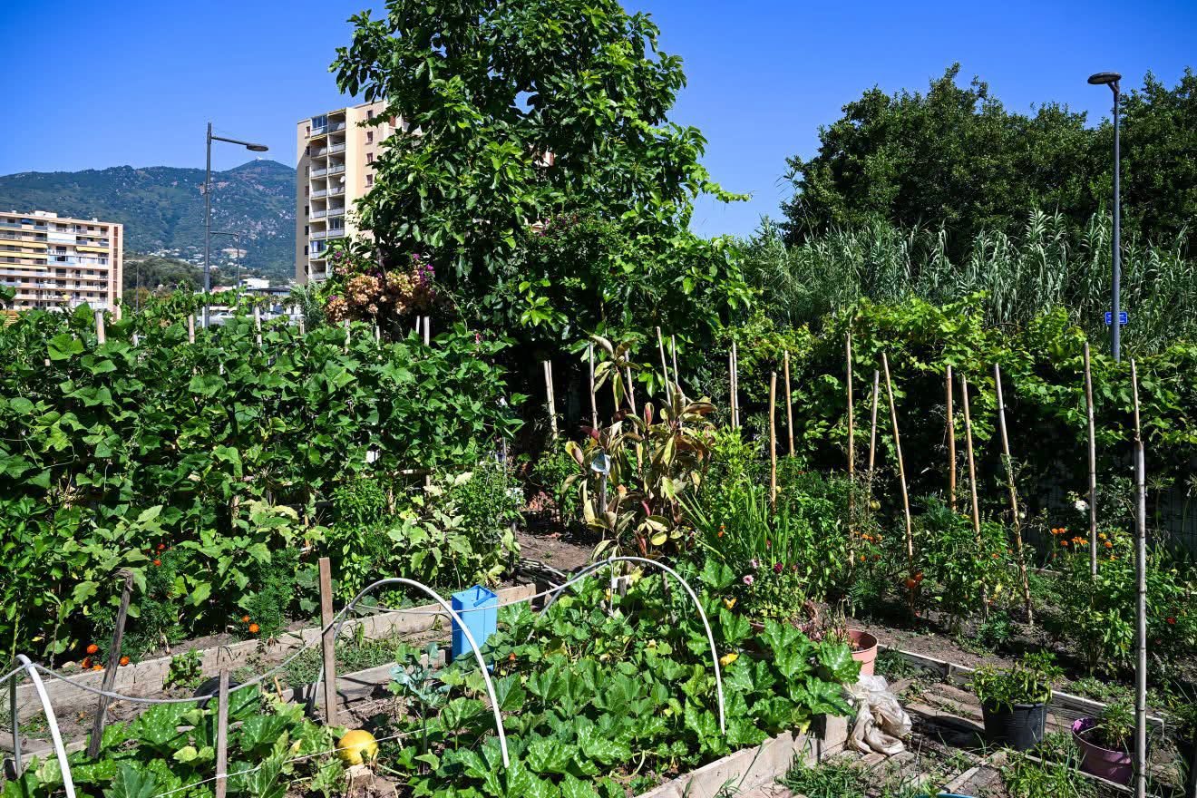 Ajaccio : aux Cannes, les jardins familiaux s&rsquo;offrent une cure d…