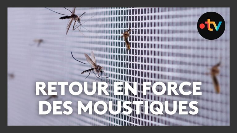 Alerte aux moustiques : une prolifération est annoncée, quels réflexes adopter ?