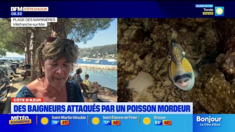 Alpes-Maritimes: les baigneurs confrontés au baliste, surnommé le « poisson mordeur »
