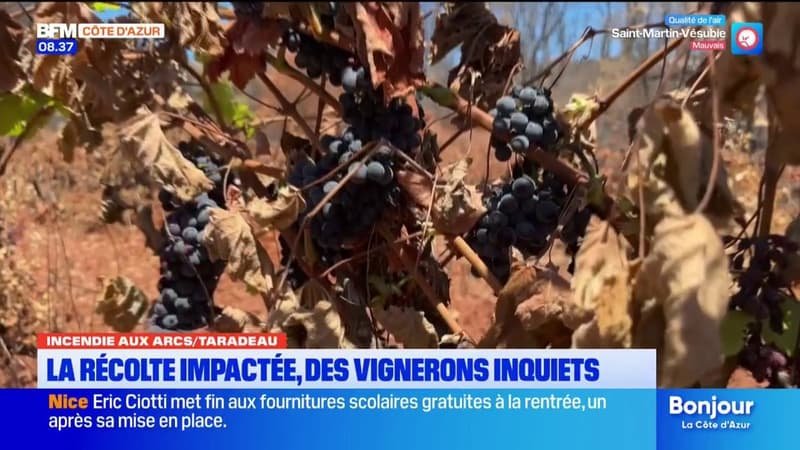 Après l&rsquo;incendie de Taradeau dans le Var, les vignerons sont inquiets quant à la récolte du raisin