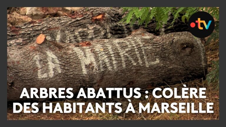 Après un abattage controversé d’arbres, la mairie de Marseille dans la tourmente