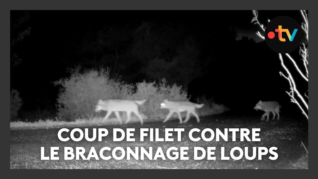 Arrestation de trois agriculteurs soupçonnés d&rsquo;avoir tué neuf loups