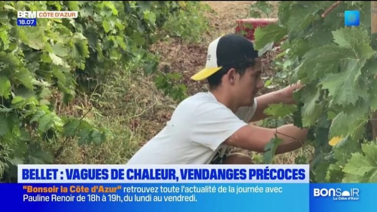 Avec les vagues de chaleur, la période des vendanges avancée de quelques semaines
