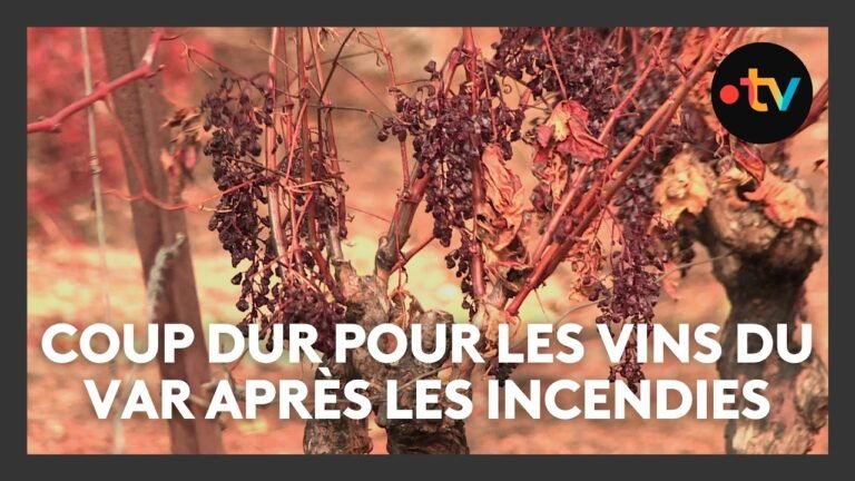 Bois brûlés, goût de fumée… Coup dur pour les vins du Var après les incendies de cet été 2026